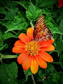 butterfly in the flower