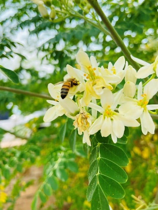 bee in the flower