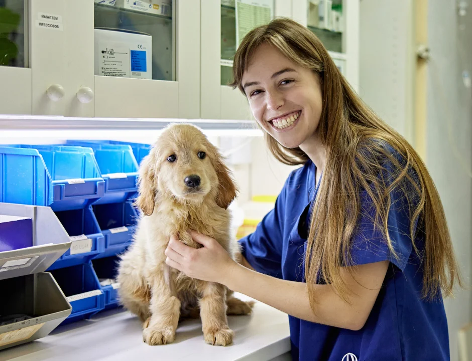 Veterinary student working