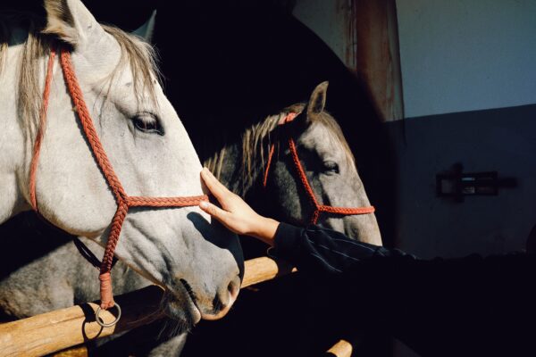 Horse Club image